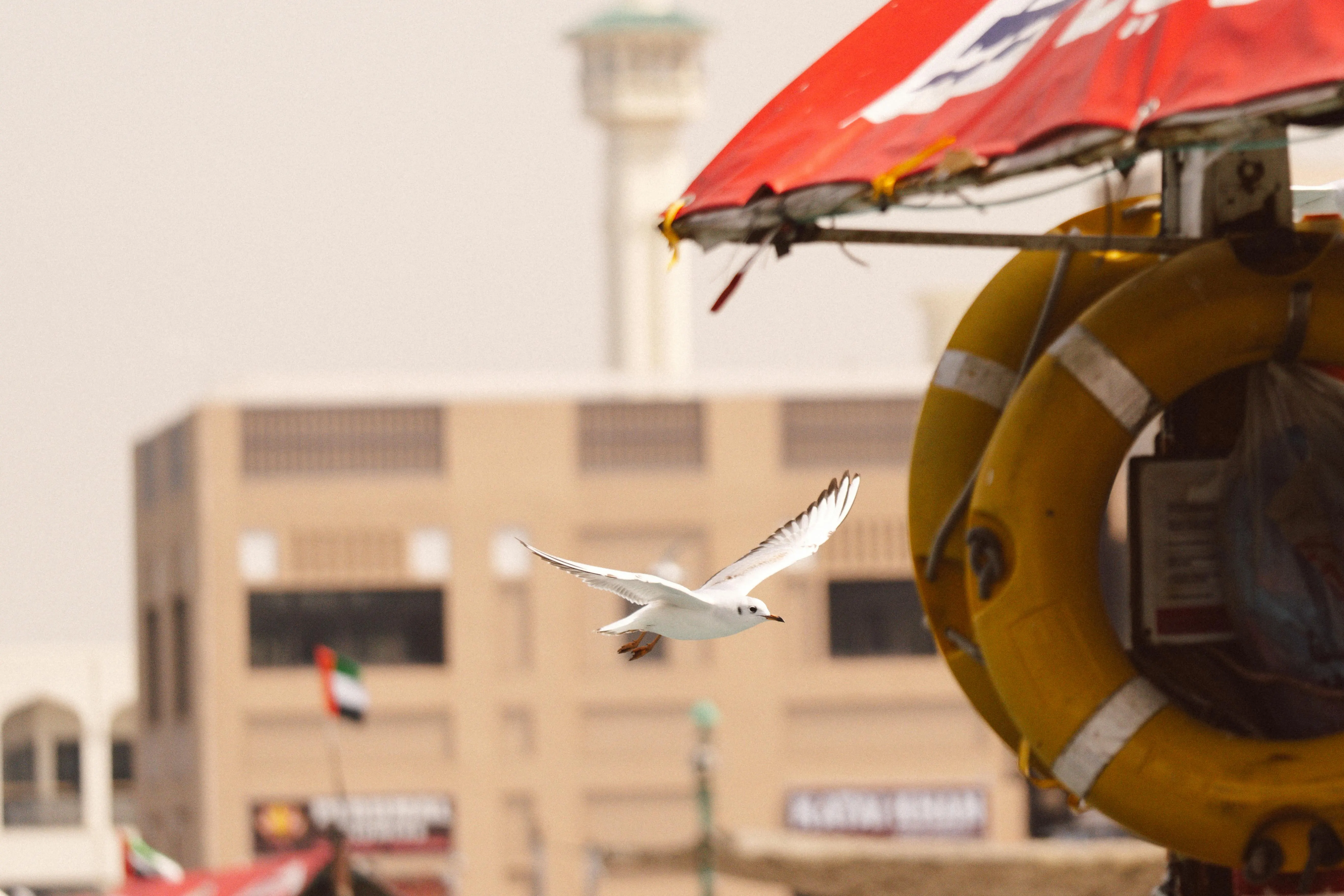 Abu Dhabi customs department — import licence and AD Ports clearance guide